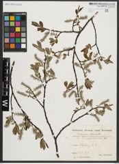 Foto von Salix appendiculata Vill.